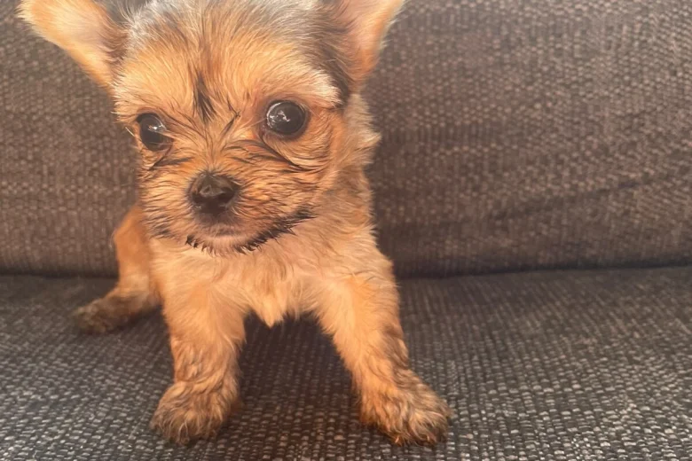 Shorkie