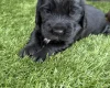 Cocker Spaniel (Show)