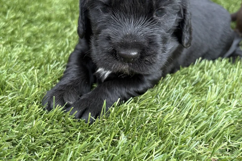 Cocker Spaniel (Show)