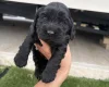 Cocker Spaniel (Show)