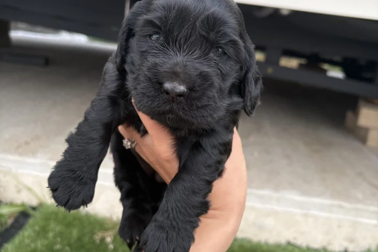 Cocker Spaniel (Show)