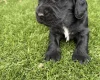 Cocker Spaniel (Show)