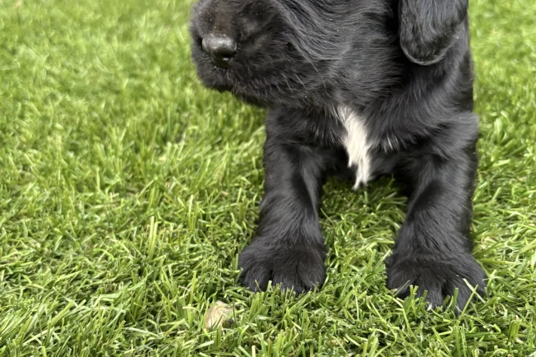Cocker Spaniel (Show)