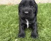 Cocker Spaniel (Show)
