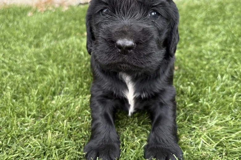 Cocker Spaniel (Show)