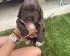 Cocker Spaniel (Show)