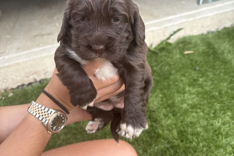 Cocker Spaniel (Show)