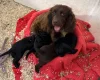 Cocker Spaniel (Show)