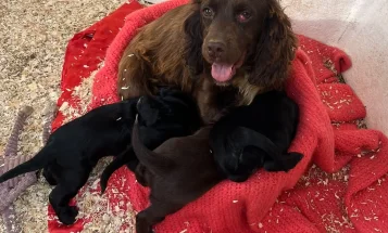 Cocker Spaniel (Show)