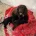 Cocker Spaniel (Show)