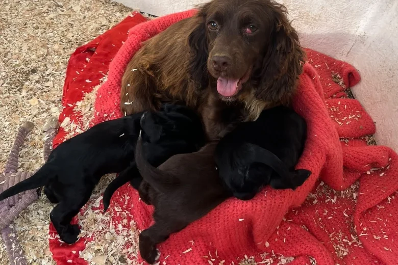 Cocker Spaniel (Show)