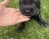 Cocker Spaniel (Show)
