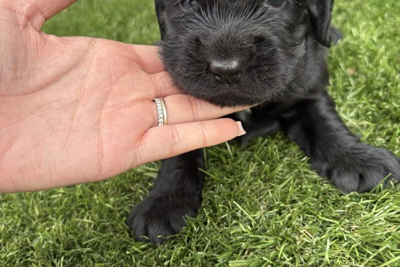 Cocker Spaniel (Show)