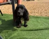 Cocker Spaniel (Show)