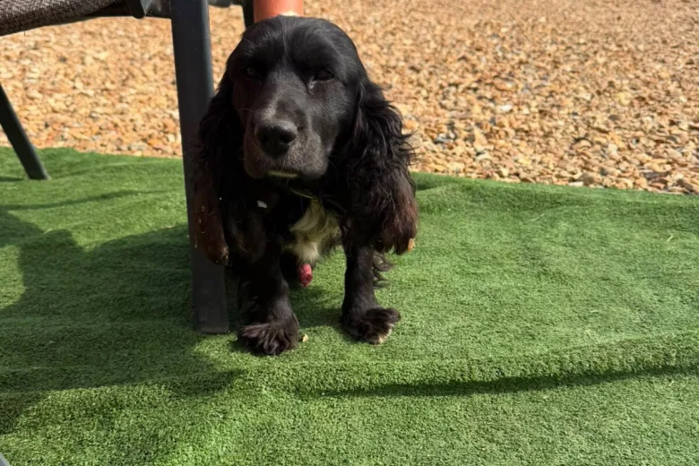 Cocker Spaniel (Show)