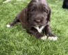 Cocker Spaniel (Show)