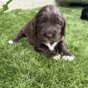 Cocker Spaniel (Show)