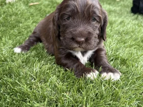 Cocker Spaniel (Show)
