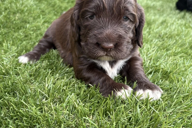 Cocker Spaniel (Show)