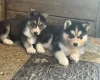 Siberian Husky