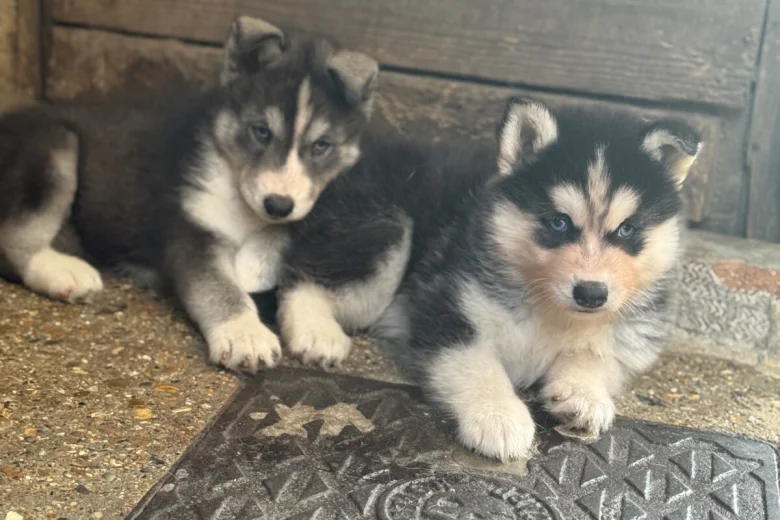 Siberian Husky