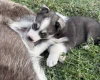 Siberian Husky