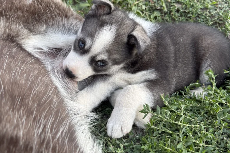 Siberian Husky
