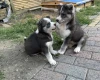 Siberian Husky