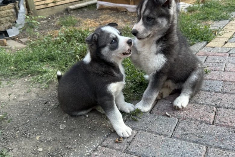 Siberian Husky