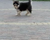 Siberian Husky