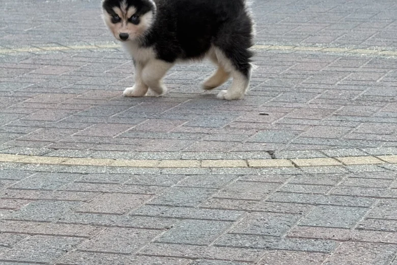 Siberian Husky