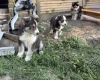 Siberian Husky