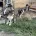 Siberian Husky