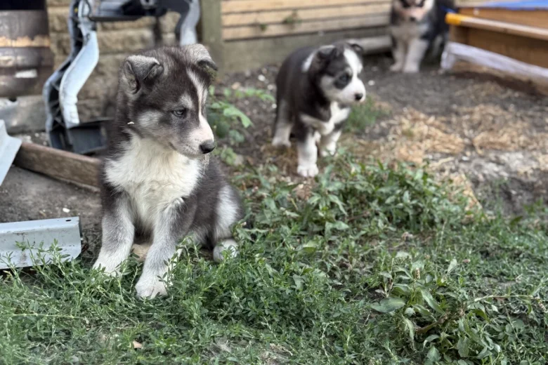 Siberian Husky