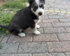 Siberian Husky