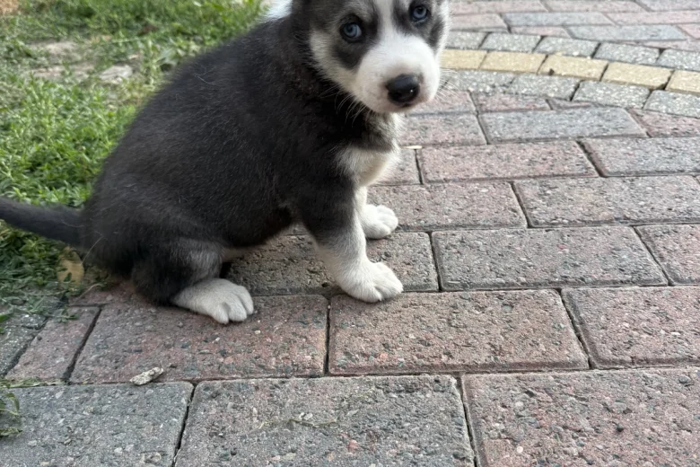 Siberian Husky