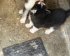 Siberian Husky