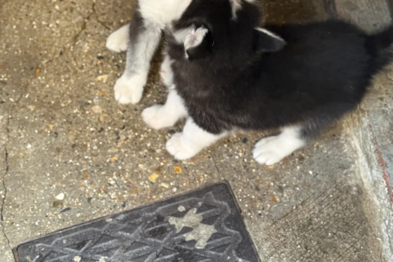 Siberian Husky