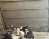 Siberian Husky