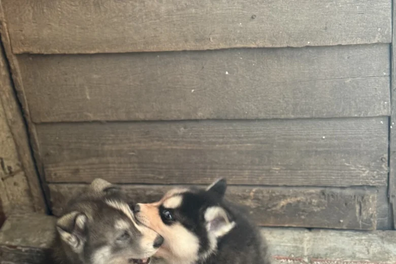 Siberian Husky