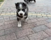 Siberian Husky