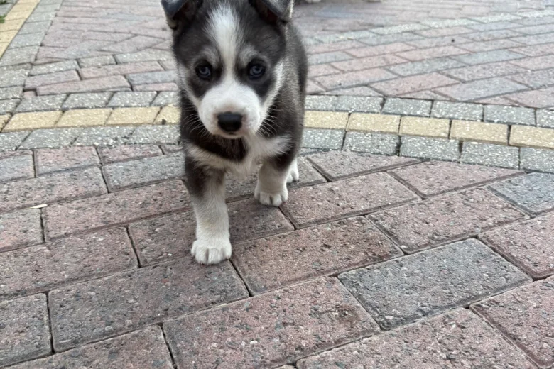 Siberian Husky