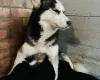 Siberian Husky