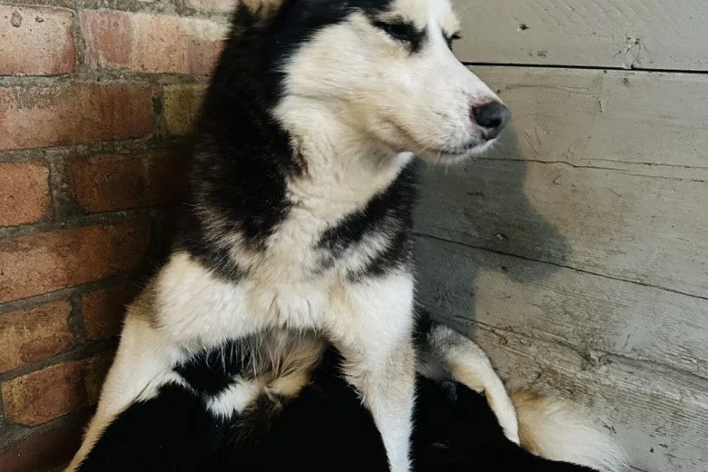 Siberian Husky