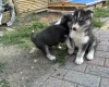 Siberian Husky