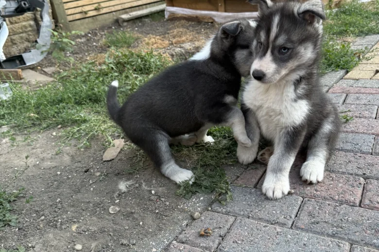 Siberian Husky