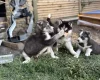 Siberian Husky