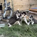 Siberian Husky