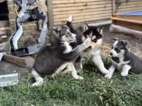 Siberian Husky