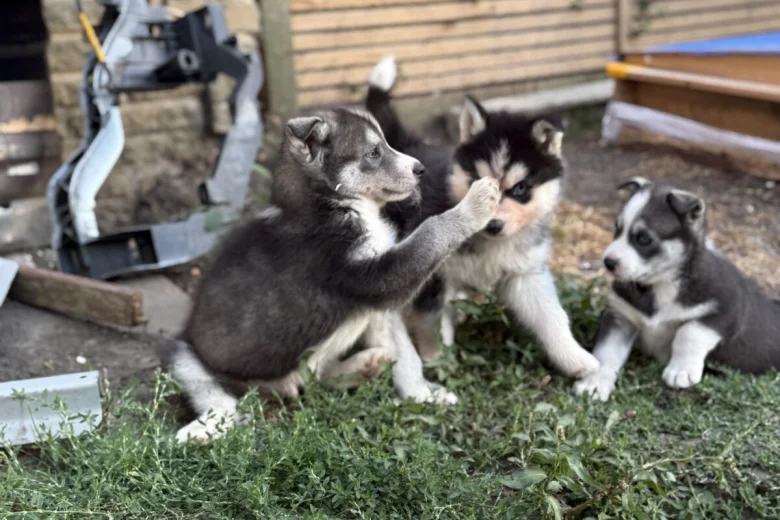 Siberian Husky